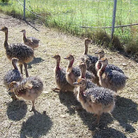 Les Roulottes-gites De La Ferme De L'autruche Dromoise * Livron-sur-Drôme