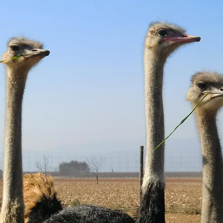 Vakantieboerderij Les Roulottes-gites De La Ferme De L'autruche Dromoise